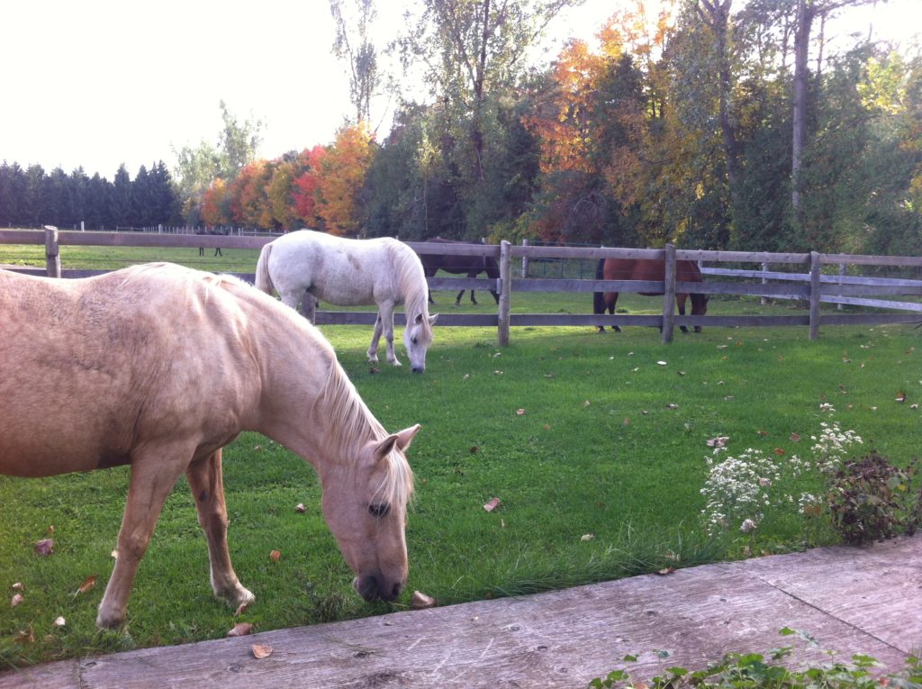 About Horses 2 Lead Change